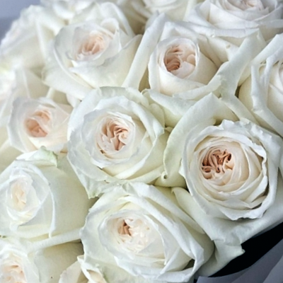 Ароматні та неперевершені троянди Вайт Охара 00001213 фото